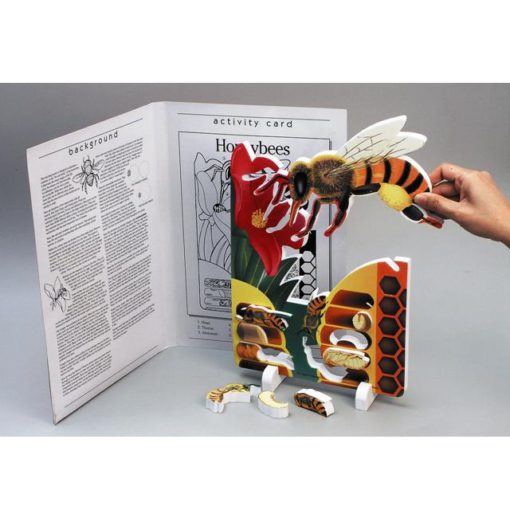 Cikli i jetës së bletës, FOAM (BTZ017) - Figura 2