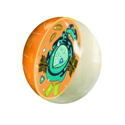 Model i qelizës shtazore (BTZ024)
