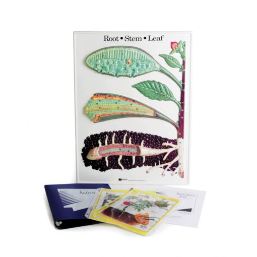 Rrënjë, Kërcell, Gjethe, Reliev (Activity Set) (BTZ028)