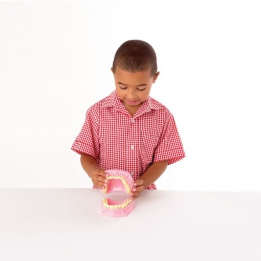 Model i dhëmbeve (MD010) - Figura 2