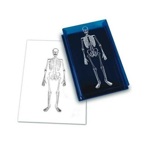 Vulë e skeletit të njeriut (MD011)