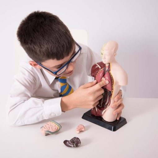 Model i trupit te njeriut 10 pjesë, 27cm (MD013) - Figura 2