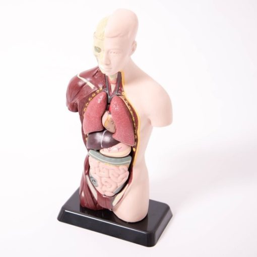 Model i trupit te njeriut 10 pjesë, 27cm (MD013) - Figura 3