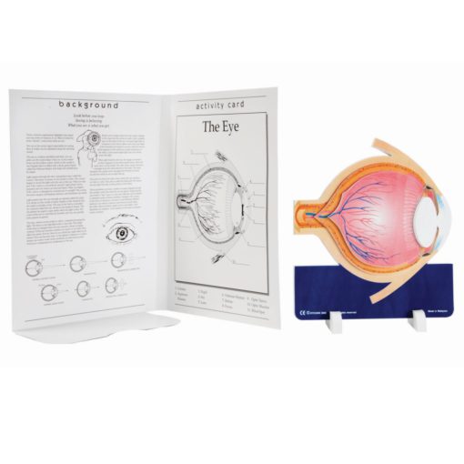 Modeli i syrit, FOAM (MD029) - Figura 2