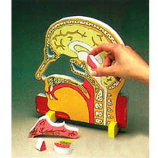 Model i hundës dhe sinusit, FOAM (MD031) - Figura 2