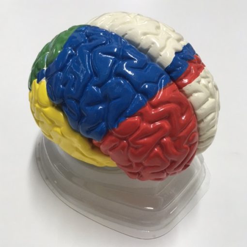 Model neuro-anatomik i trurit (MD033)