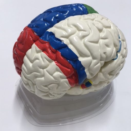 Model neuro-anatomik i trurit (MD033) - Figura 3