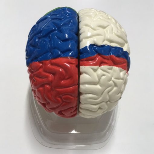 Model neuro-anatomik i trurit (MD033) - Figura 4