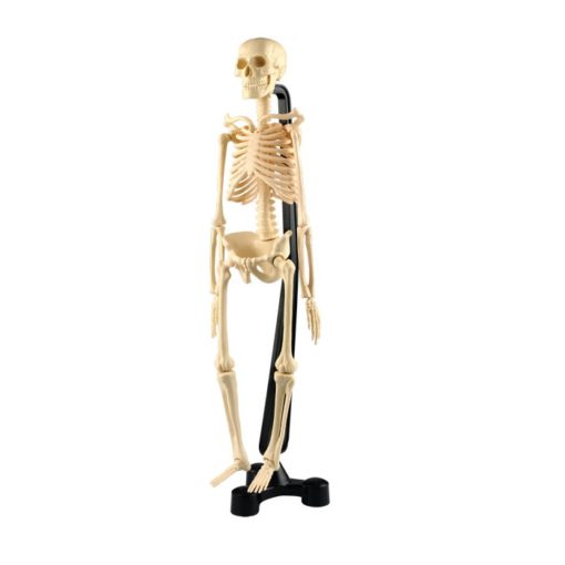 Skeleti i njeriut mini 46cm (MD037)
