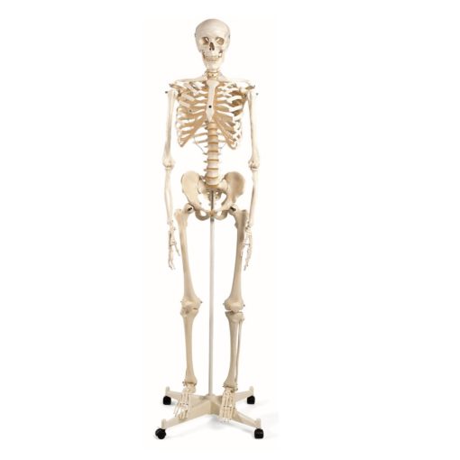 Skeleti i  njeriut në madhësi reale 168cm (MD039) - Figura 2