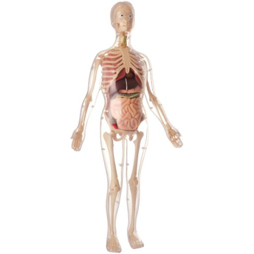 Skelet femëror shtatzanë me organe 56cm, 48 pjesë (MD040)