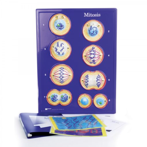 Mitoza, Reliev (Activity Set) (MD056)