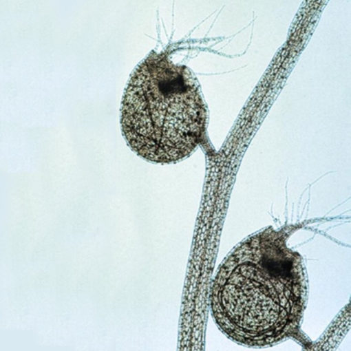 Angiospermae, Cells and Tissues (20 Preparate) (PM001)
