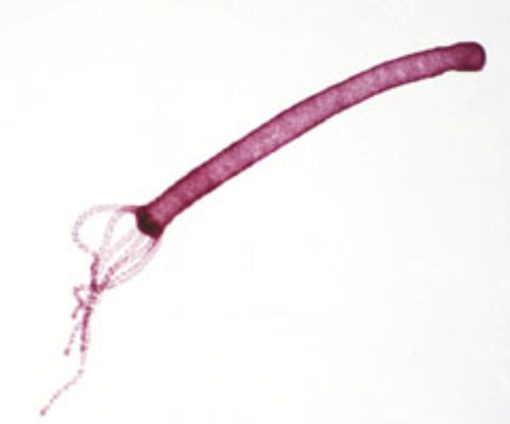 Invertebrates Slides (5 Preparate) (PM003)