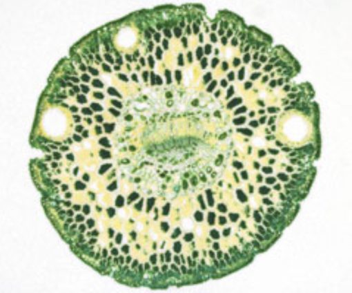 Plants Slides (5 Preparate) (PM005)