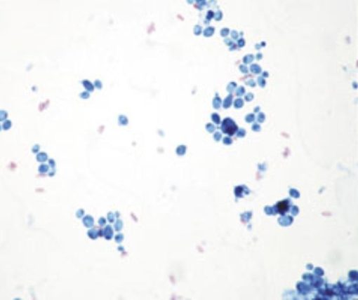 Disease Causing Organism (5 Preparate) (PM006)