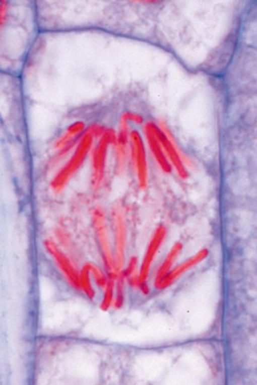 Genetics, Reproduction & Embryology (20 preparate) (PM012)