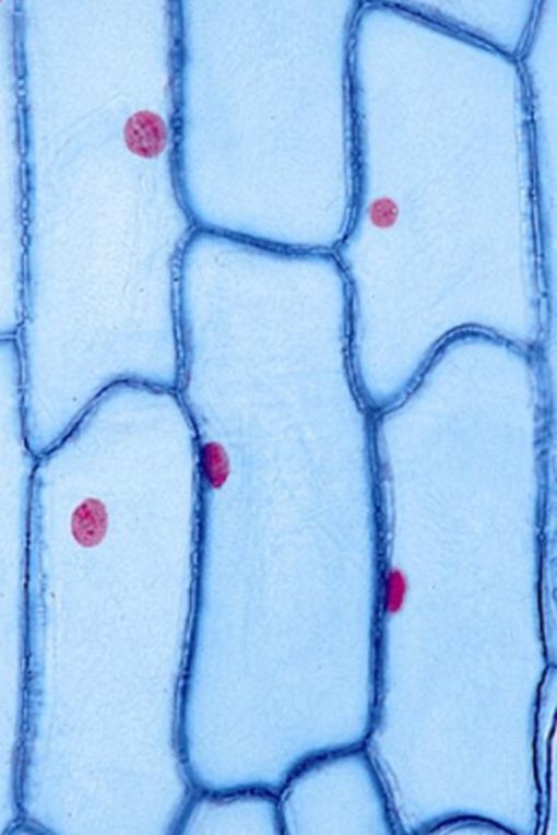 Cytology SET (20 preparate) (PM019)