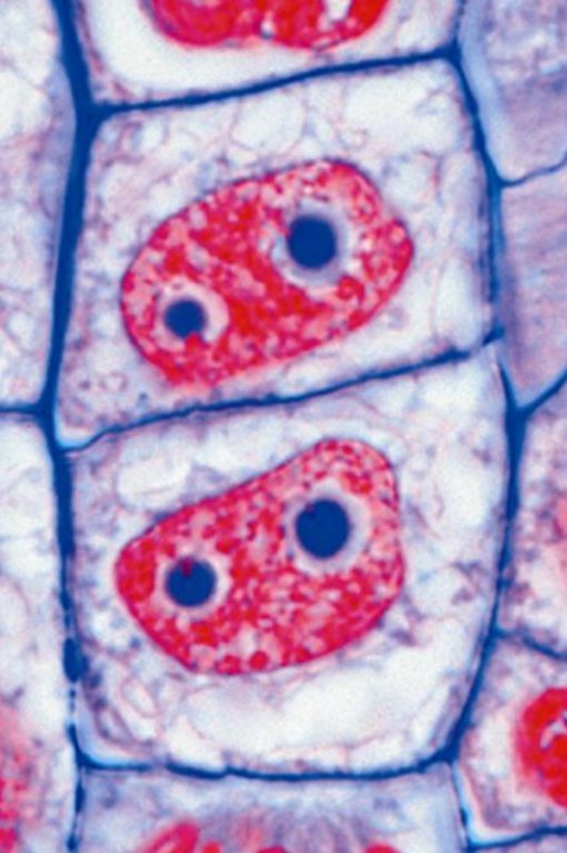 Cytology CELL Structure & Division (10 preparate) (PM021)