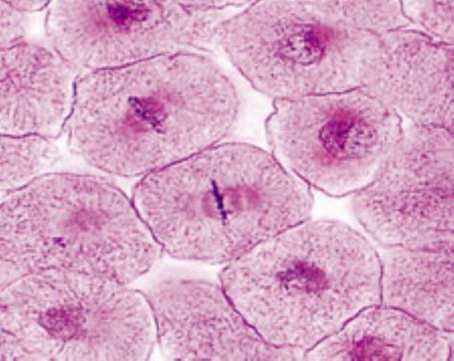 Mitosis & Meiosis (5 preparate) (PM023)