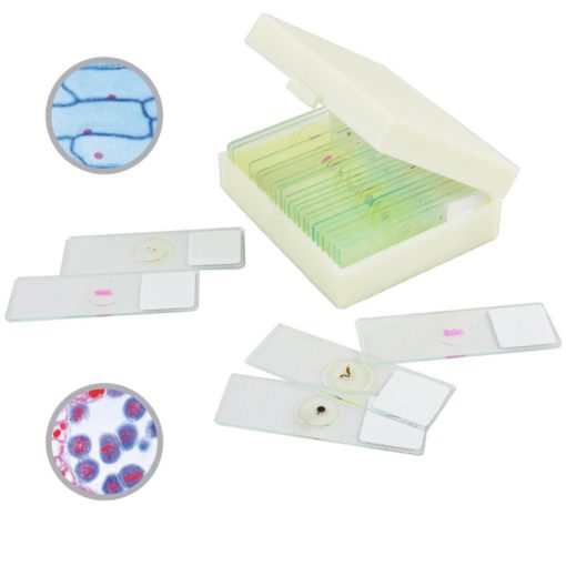 Mitotic & Meiotic Stages (13 preparate) (PM024)