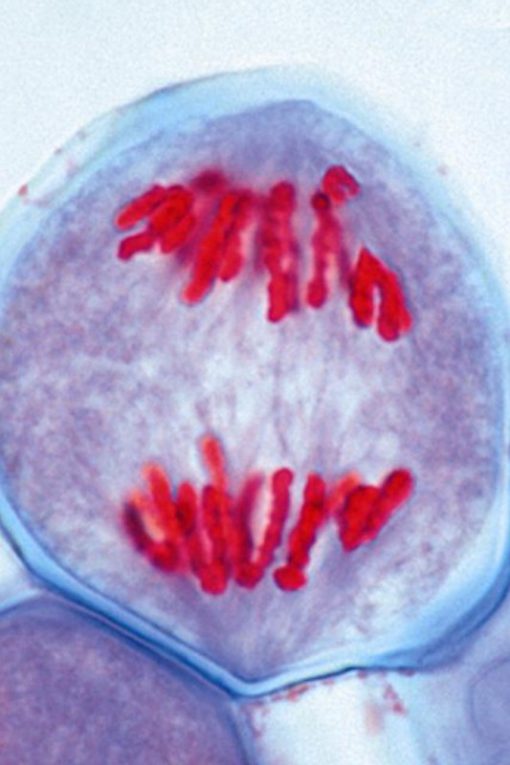 Mitosis and Meiosis I & II (10 preparate) (PM025)