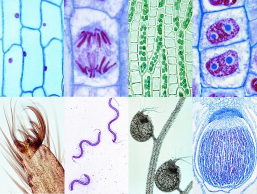 Set Biology Slides (15 preparate) (PM027)