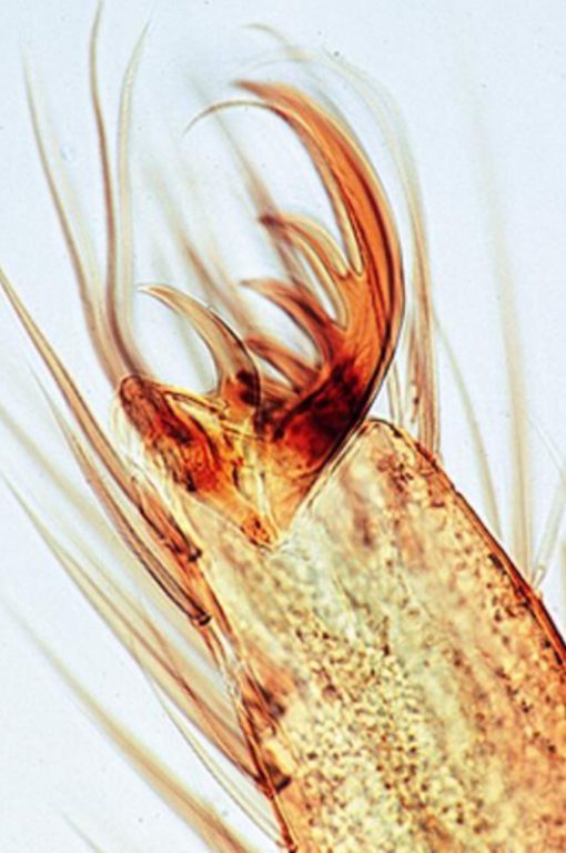 Protozoa (8 preparate) (PM029)