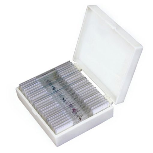 SET 12 Microscope Slides (12 preparate) (PM031)