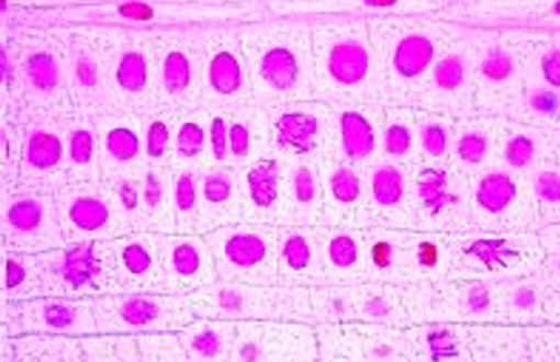 Root tip of Allium cepa L.S. (show mitotic division) (PM033)
