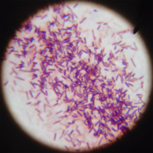 Bacillus subtilis (PM036)