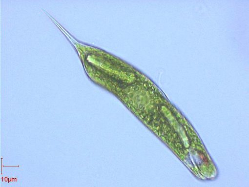Euglena (PM039)