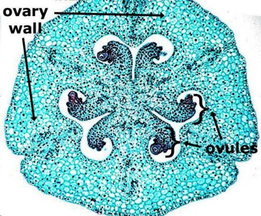 Lilium Ovary (PM042)