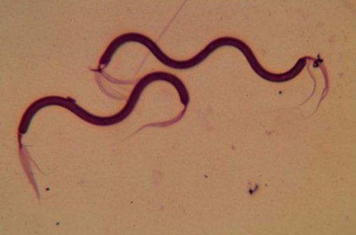 Spirillum volutans (PM046)