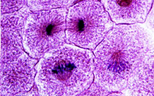 Mitotic stages of animal cells (PM061)