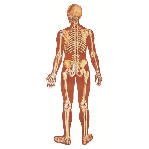 Skeleti i njeriut, Prapa (TB007)