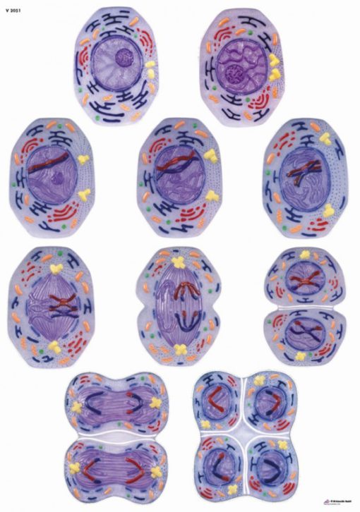 Meiosis (TB022)