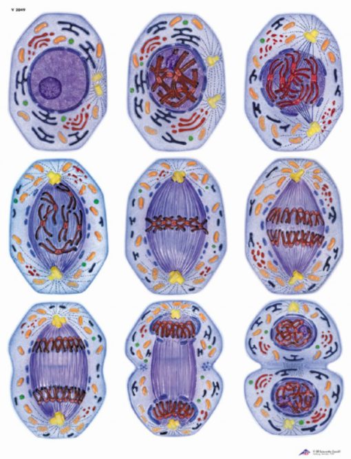 Mitosis (TB023)