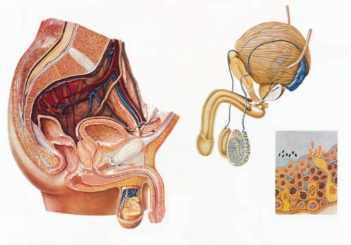 Sistemi riprodhues mashkullor (TB034)