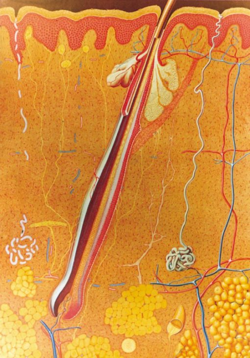 Lëkura (TB038)