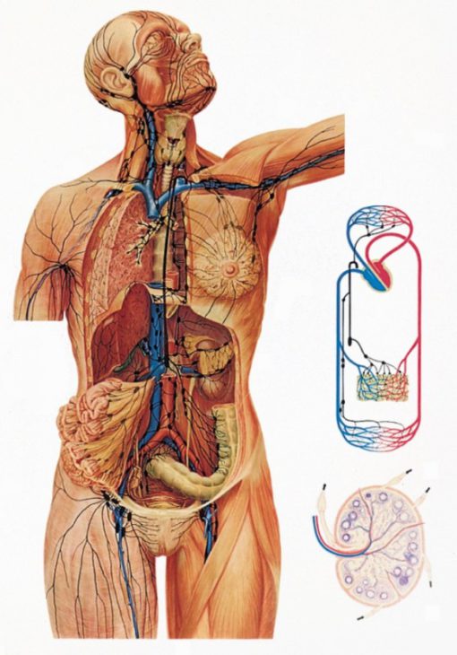 Sistemi lemfatik (TB039)